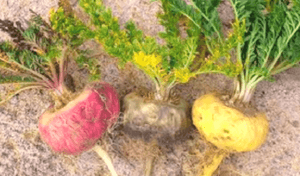3-kleuren-maca