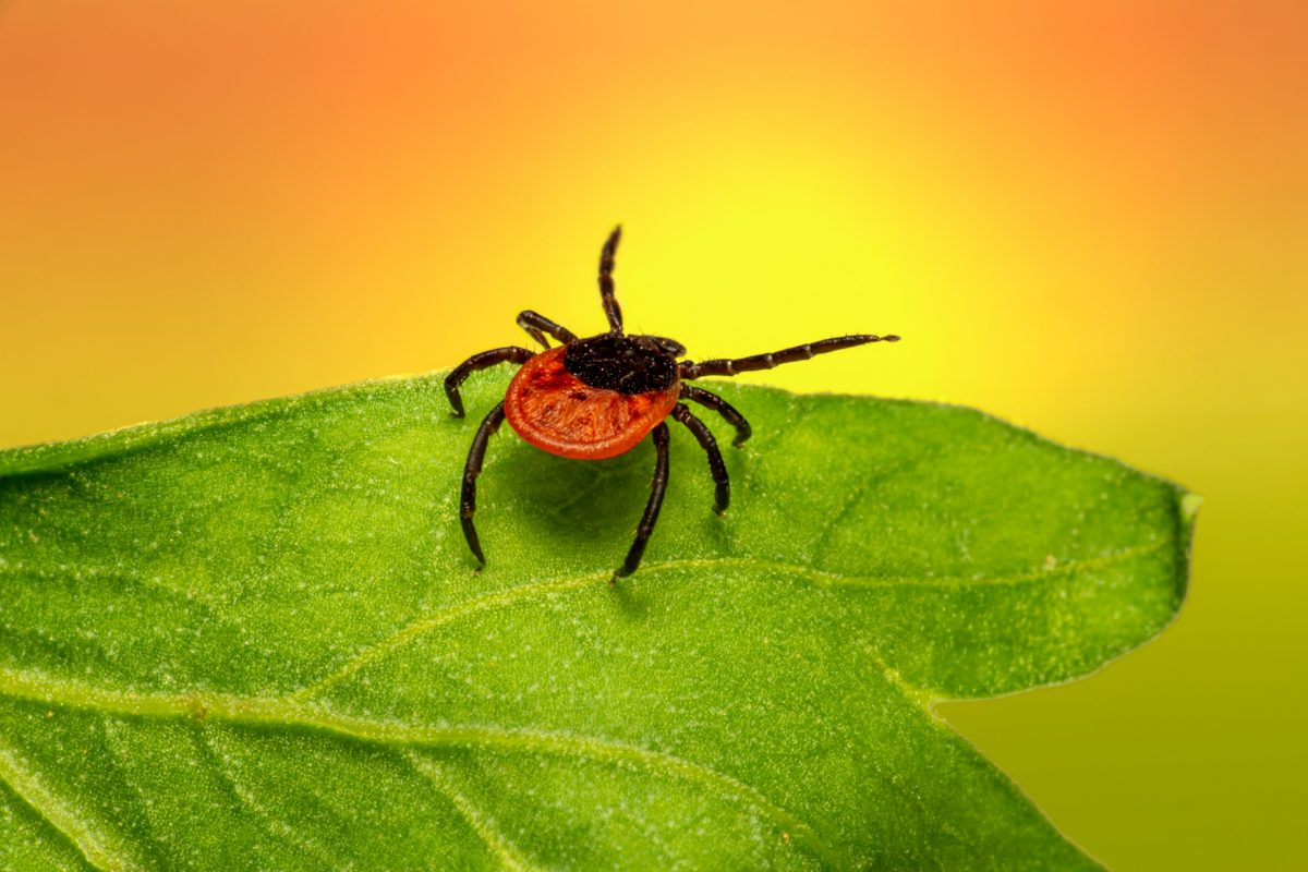 Wat te doen bij ziekte van lyme