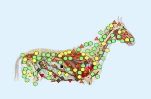Wellanalyse Paard